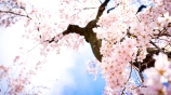 6937731-sakura-flowers-wallpaper